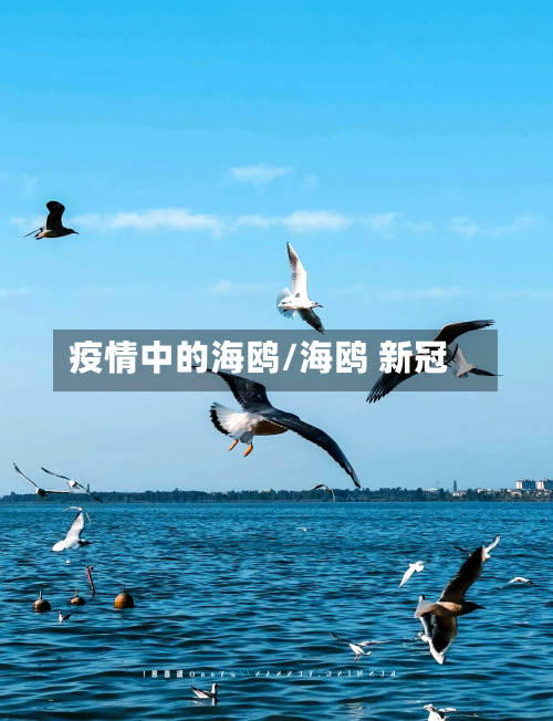 疫情中的海鸥/海鸥 新冠-第2张图片